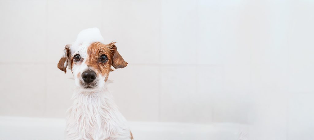 Blog limpieza mascotas