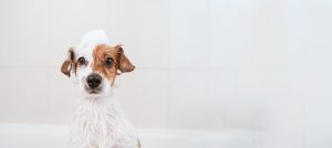 Blog limpieza mascotas